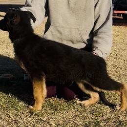 Black Collar - Black and red male German Shepherd puppy in Canute, Oklahoma from George Creek Kennel