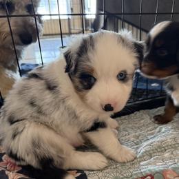 Boy 4 Aussie - Blue merle male Miniature Australian Shepherd puppy in Pensacola, Florida from TNT MINI AUSSIES