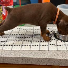Doberman Pinscher Puppies from Jensen Dobermans