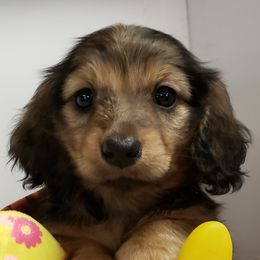 Dachshunds from Heartland Dachshunds of So IL