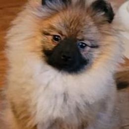 Dreamer - Pomeranian