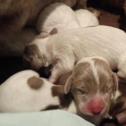 Taco - Fawn (isabella) and tan male Dachshund puppy in Sacramento, California from Family and Farm Friendly Dachshund
