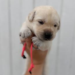 Pink - Yellow female Labrador Retriever puppy in At Henry, Ohio from Hickory Creek Labs