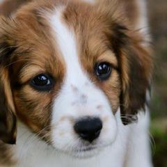 Nederlandse Kooikerhondje Puppies from de Hemert Kooikers