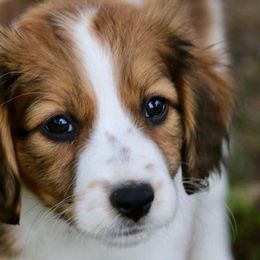Nederlandse Kooikerhondje Puppies from de Hemert Kooikers