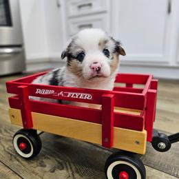 Louie - Blue merle and white male American Corgi puppy in Taylorsville, North Carolina from America's Red White and Bluie Corgis
