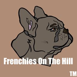 French Bulldog All Grown Up from Frenchies On The Hill, LLC