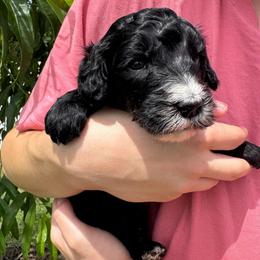 Fernie - female Australian Mountain Doodle puppy in Sherrills Ford, North Carolina from Magnolia Grove Farms