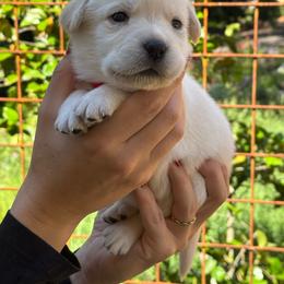 Poppy - Yellow female Labrador Retriever puppy in Auburn, California from Gold Country Chihuahuas