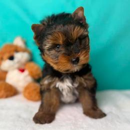 Biewer Terrier and Yorkshire Terrier Puppies from South Georgia Yorkies and Biewers