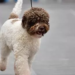 Lagotti Romagnoli and Portuguese Water Dogs from Boardwalk Water Dogs