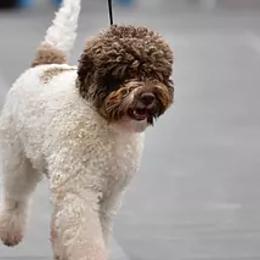 Lagotti Romagnoli and Portuguese Water Dogs from Boardwalk Water Dogs