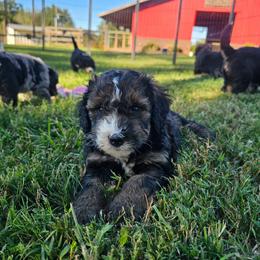 Dark Pink - Sable female Bernedoodle puppy in Shelby, North Carolina from Forever Grateful Doodles