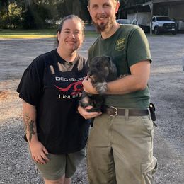 Miniature Schnauzer Puppies from Poplar Creek Miniature Schnauzers