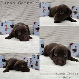 Yukon Cornelius - Chocolate male Labrador Retriever puppy in Boyd, Minnesota from Lindley Labradors