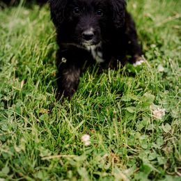 Sheepadoodle Puppies from Life Unleashed Farm