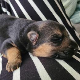 Girl 2 - Black and red female German Shepherd puppy in Coatesville, Pennsylvania from Jessica's German Shepherds