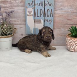 Jackson - Cream male Dachshund puppy in Norwood, Missouri from Madra's Dashing Doxies