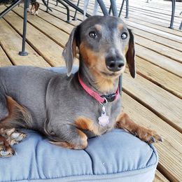 Sarah - Dachshund