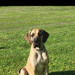 Lore - Great Dane