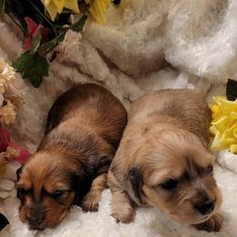 Dachshund Puppies from CLARK'S BREEDING PROGRAM