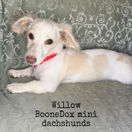 Willow - Cream female Dachshund puppy in Lexington, Oklahoma from BooneDox Miniature Dachshunds