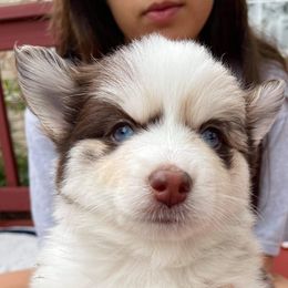 Waya - Pomsky