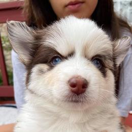 Waya - Pomsky