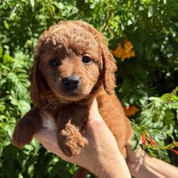 Blue - Red  male Goldendoodle puppy in Tucson, Arizona from Adored Poodle & Doodles