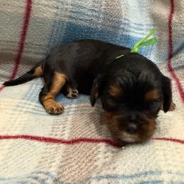 Hunter (green collar) - Black and tan male Cavalier King Charles Spaniel puppy in Ocala, Florida from Ray of Sunshine Spaniels LLC