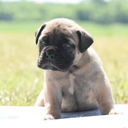 Mint - Fawn male Bullmastiff puppy in Chickasha, Oklahoma from Rustic Lace