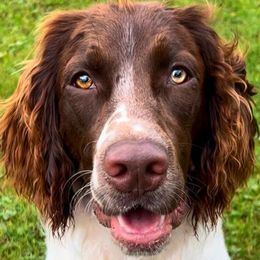English Springer Spaniels from Silly Goose Springers