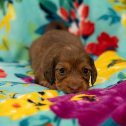 Scarlet - Chocolate and cream female Dachshund puppy in Wichita Falls, Texas from Matilda Jane’s Dachshunds