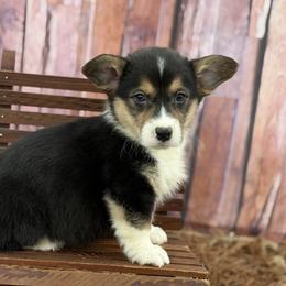 TC 1,700 - Black and tan male Pembroke Welsh Corgi puppy in Nashville, Arkansas from Whisenhunt Farms