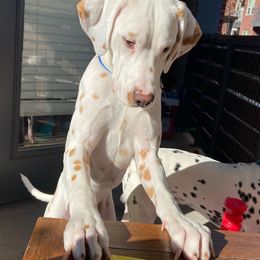 Dalmatians from Sami & Baxter’s Dalmatians