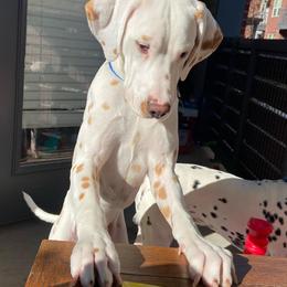 Dalmatians from Sami & Baxter’s Dalmatians