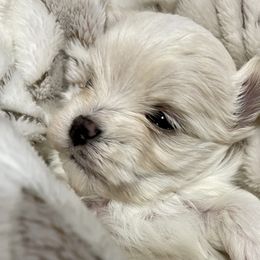 Maltese, Miniature Schnauzer, and Yorkshire Terrier Puppies from Sassy Yorkie , Mini Schnauzers , Maltese Love of Alabama