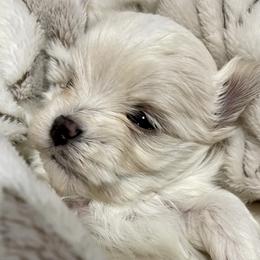 Maltese, Miniature Schnauzer, and Yorkshire Terrier Puppies from Sassy Yorkie , Mini Schnauzers , Maltese Love of Alabama