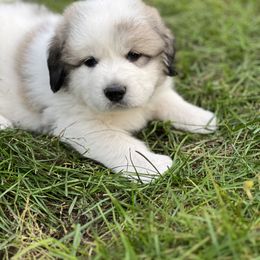 Great Pyrenees Puppies from White O'Morn Farm AKC Great Pyrenees