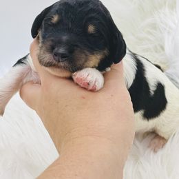 Goldendoodle Puppies from Lipscomb Doodles