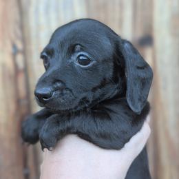 Girl 2 - Black female Dachshund puppy in Chehalis, Washington from Hill Top Dachshunds