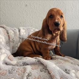 Yellow collar - Mahogany and white female Basset Hound puppy in Alton, Illinois from Show Me Great Danes and Basset Hounds