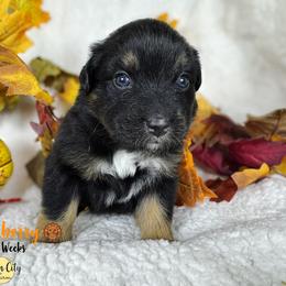 Cranberry (pink) - Black tri-color female Australian Shepherd puppy in Falmouth, Kentucky from Queen City Farm