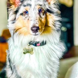 Shetland Sheepdog Puppies from Southern Charm Sheltie’s