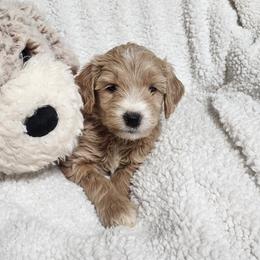 Blue - Cream male Goldendoodle puppy in Cumming, Georgia from Chattahoochee Kennels