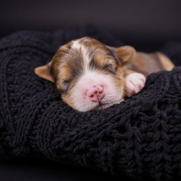 Elizabeth Swan - Sable female Bernedoodle puppy in Lehi, Utah from Heart J Bernedoodles