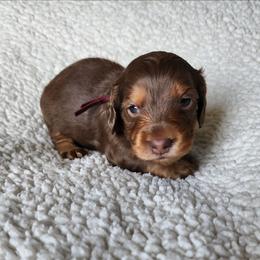 Hopper (pink collar) - Chocolate and tan male Dachshund puppy in Anaconda, Montana from Williams Family Dachshunds