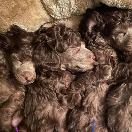Poodle Puppies from Shade