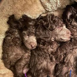 Poodle Puppies from Shade