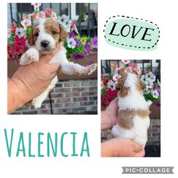 Valencia - Parti female Goldendoodle puppy in Chattanooga, Tennessee from Scenic City Doodles
